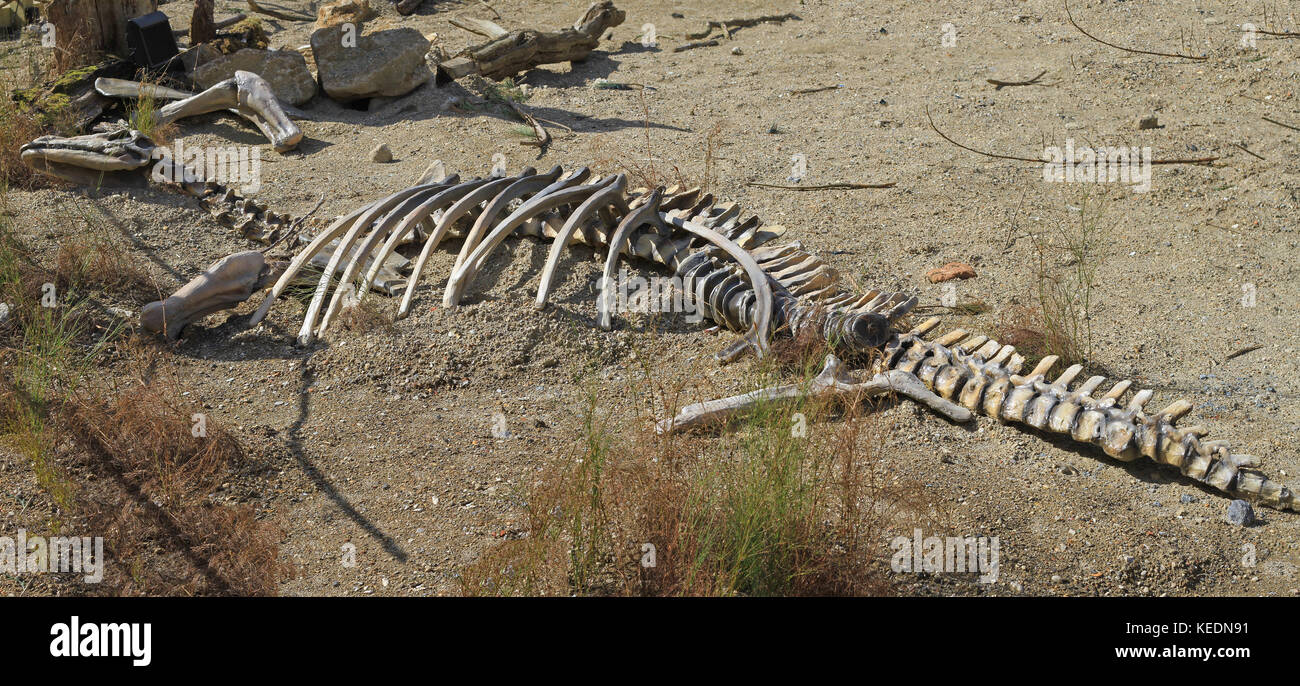 Desert reptile fossil hires stock photography and images Alamy