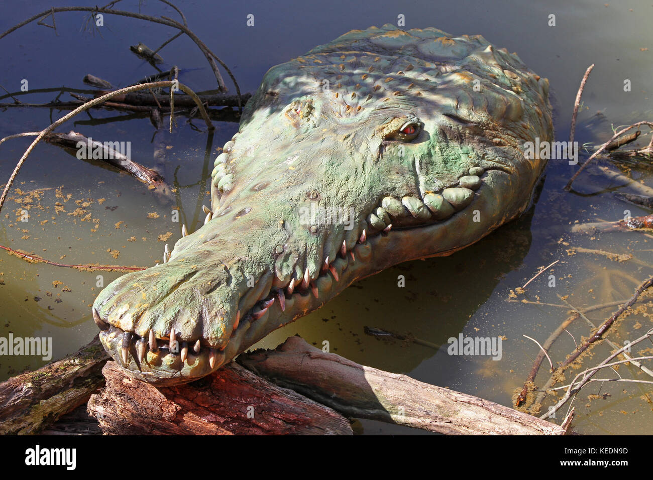 crocodile - LAROUSSE
