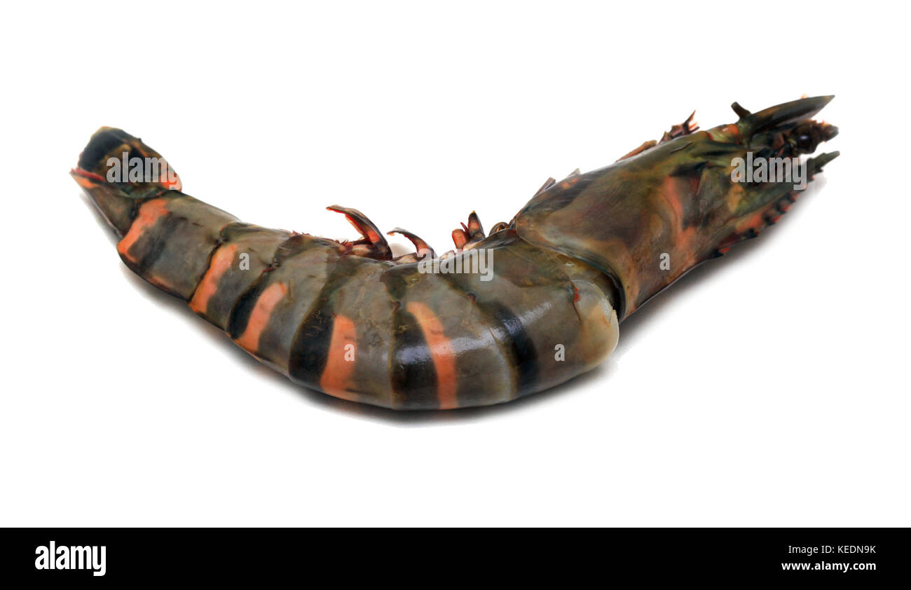 Raw tiger shrimp ready to be cooked Stock Photo Alamy