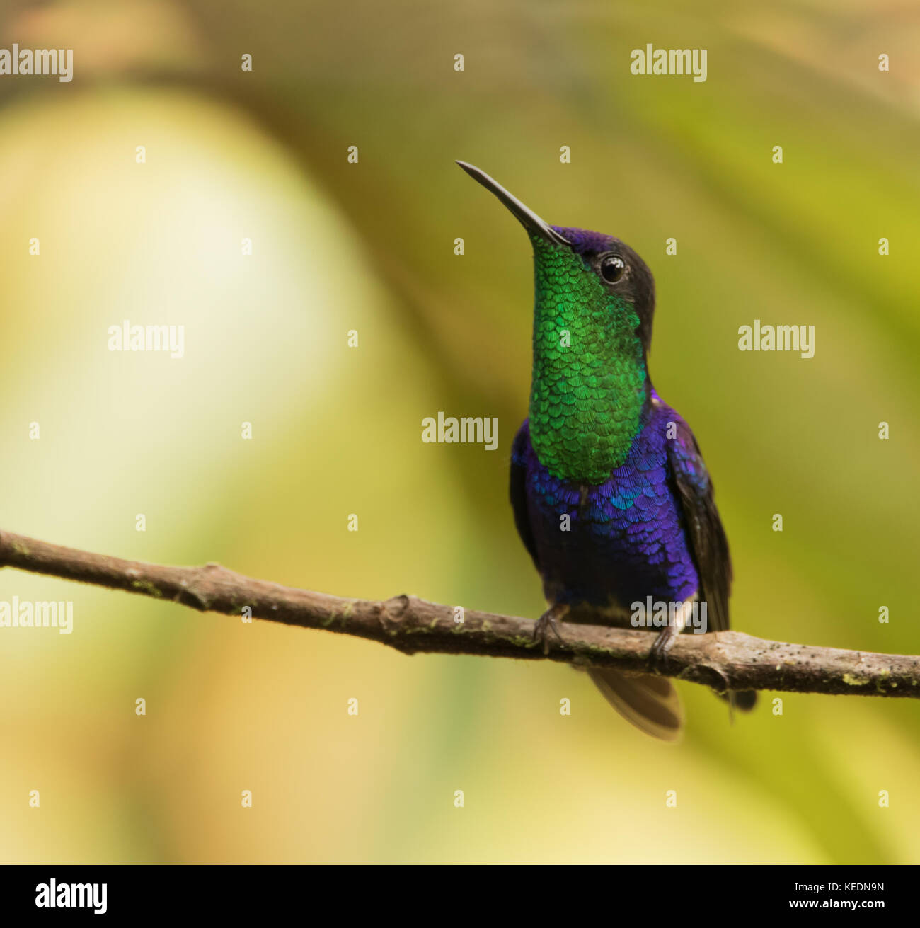 Crowned Woodnymph, Thalurania colombica. Panama Stock Photo - Alamy