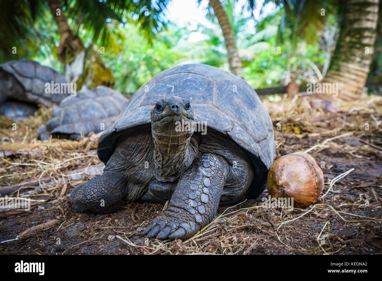 Close up of a giant tortoise on the seychelles Stock Photo - Alamy