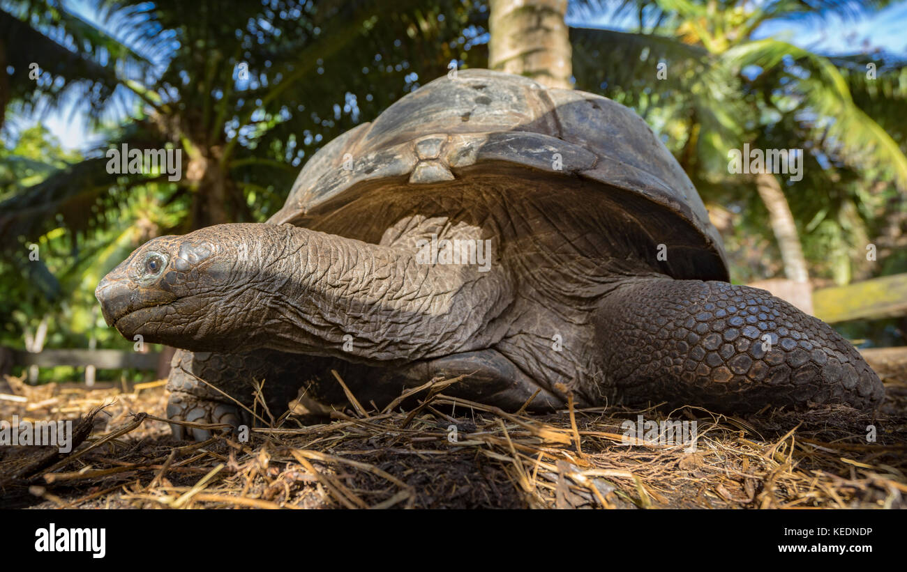 Close up of a giant tortoise on the seychelles Stock Photo - Alamy