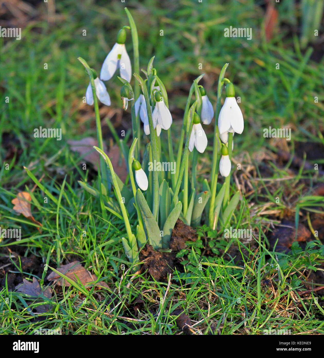Snowdrop flower one of first signs of spring Stock Photo