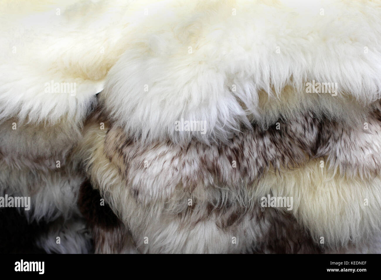 Animal fur texture hi-res stock photography and images - Alamy