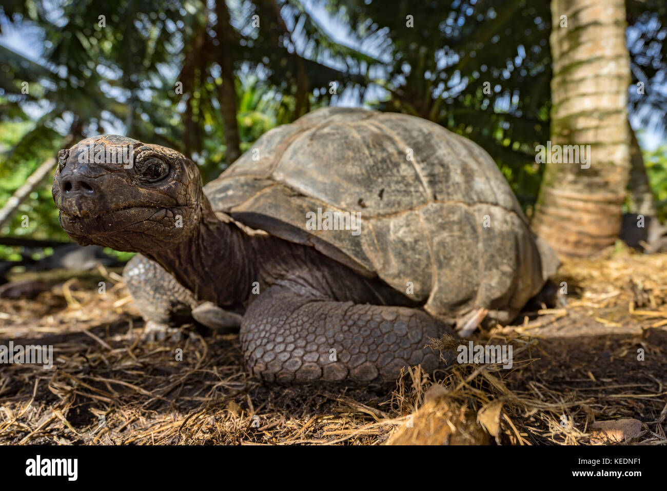Close up of a giant tortoise on the seychelles Stock Photo - Alamy