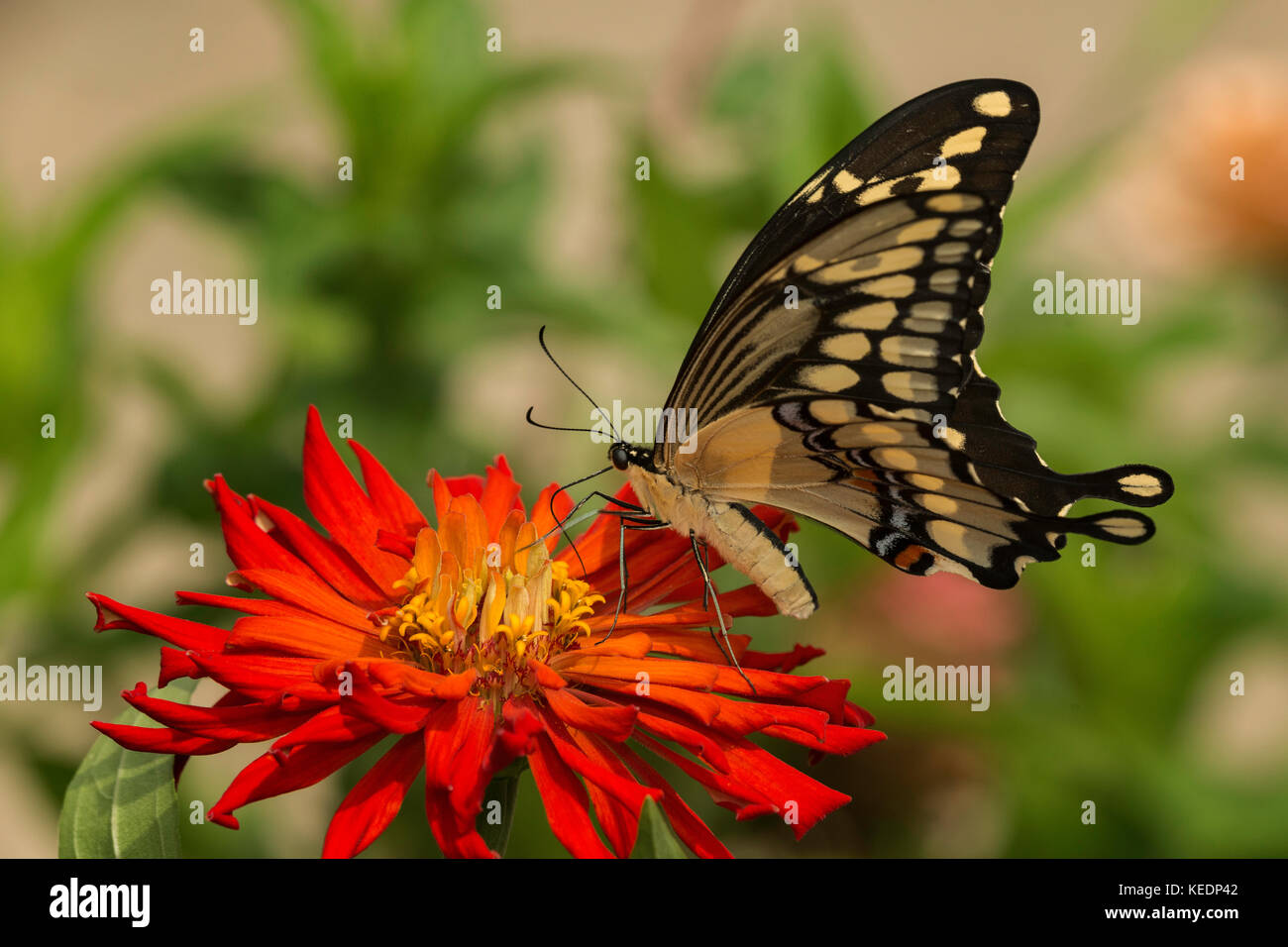 Giant Swallowtail feeding on Zinnia flower. Stock Photo