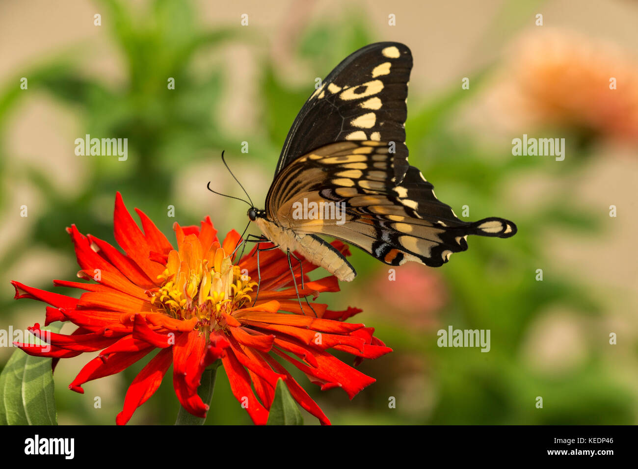 Giant Swallowtail feeding on Zinnia flower. Stock Photo