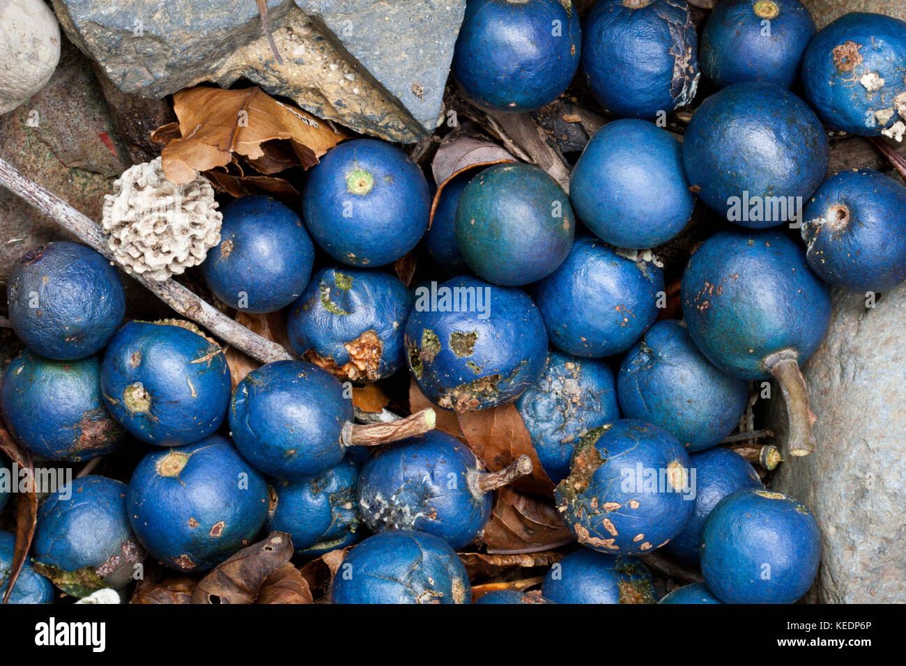 Fallen Blue Quandong fruit (Elaeocarpus grandis) under parent tree. Couchy Creek Nature Reserve. New South Wales. Australia. Stock Photo