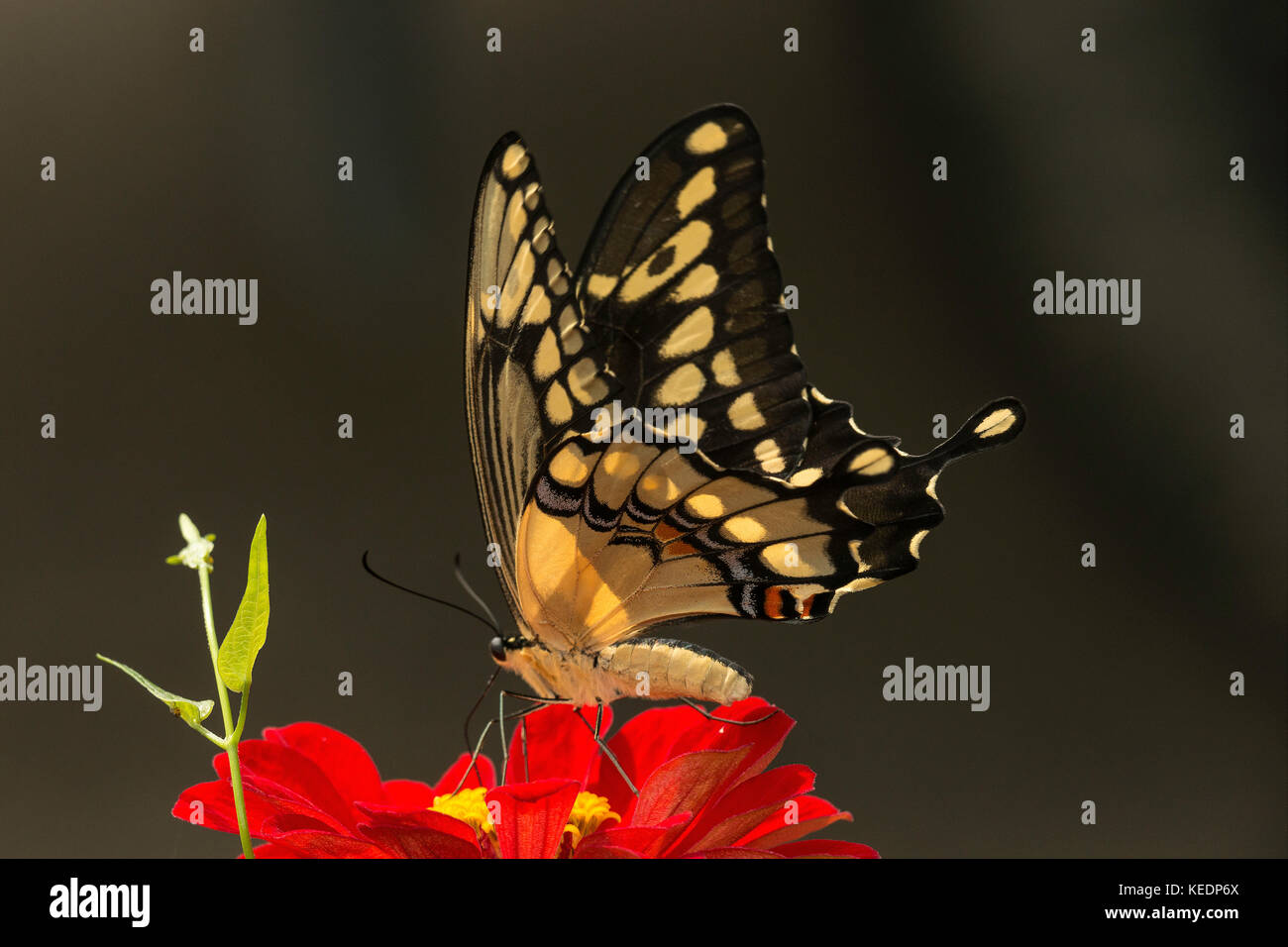 Giant Swallowtail feeding on Zinnia flower. Stock Photo