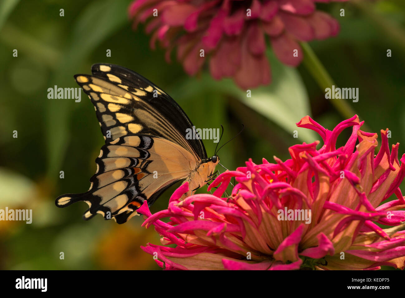 Giant Swallowtail feeding on Zinnia flower. Stock Photo