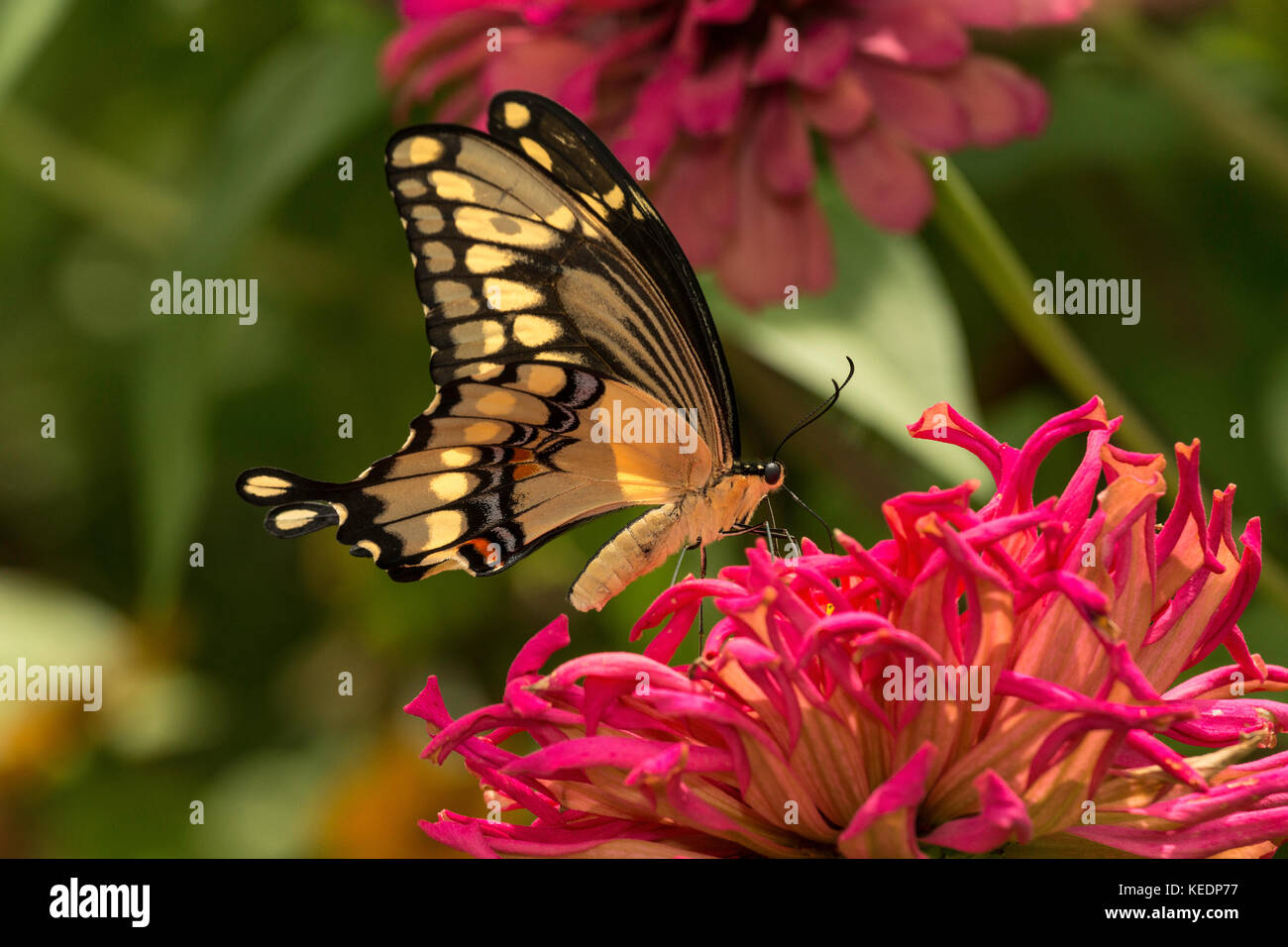 Giant Swallowtail feeding on Zinnia flower. Stock Photo