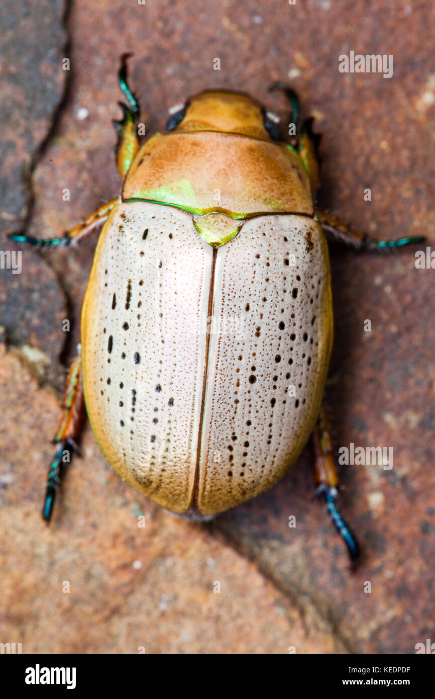 Australian Beetles Stock Photos & Australian Beetles Stock Images - Alamy