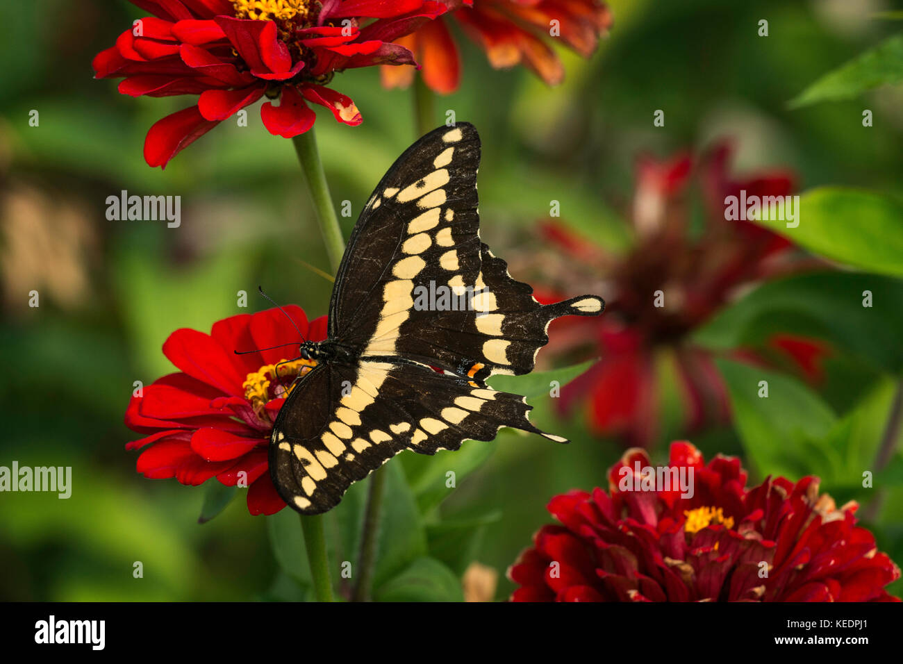 Giant Swallowtail feeding on Zinnia flower. Stock Photo