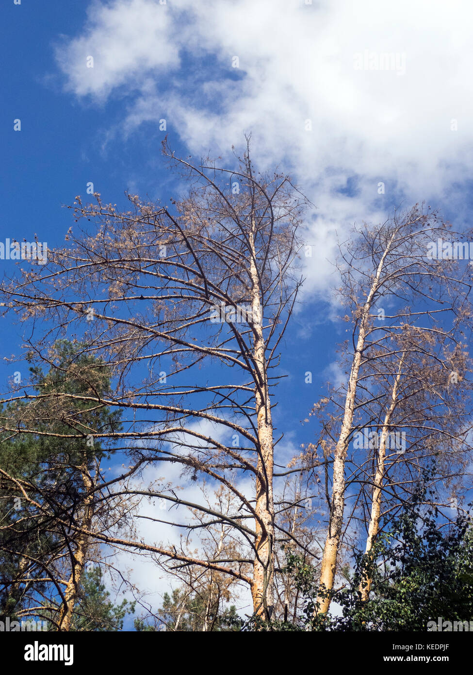 Top of trees against blue sky with clouds Stock Photo - Alamy