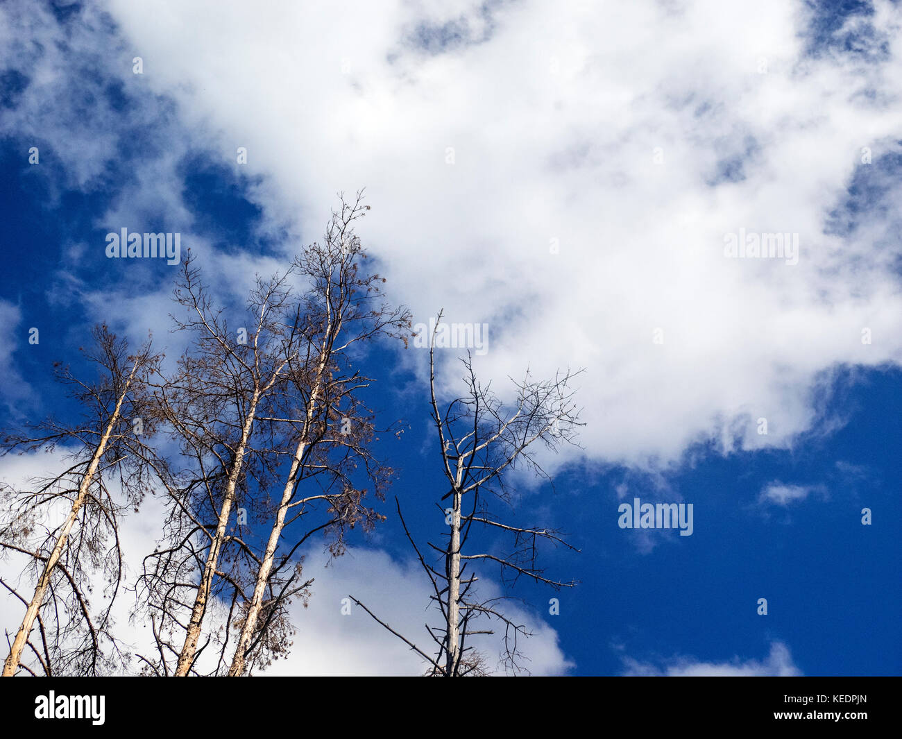 Top of trees against blue sky with clouds Stock Photo - Alamy