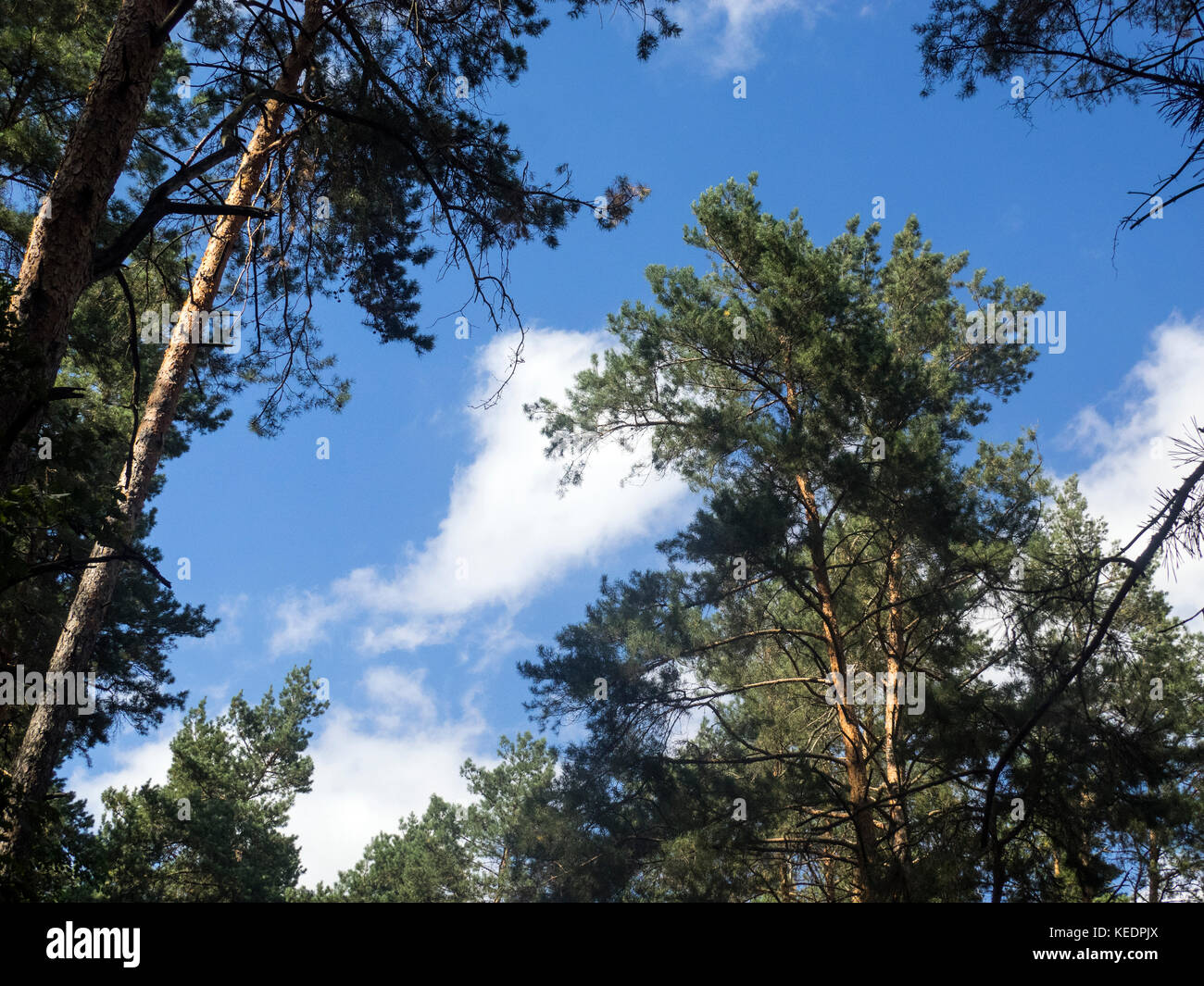 top-of-trees-against-blue-sky-with-clouds-stock-photo-alamy