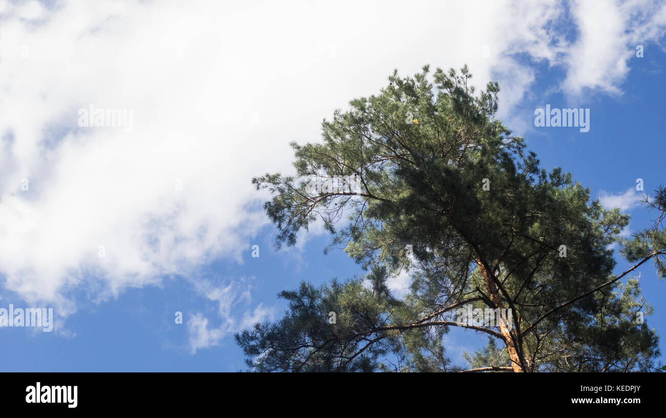 Top of trees against blue sky with clouds Stock Photo - Alamy