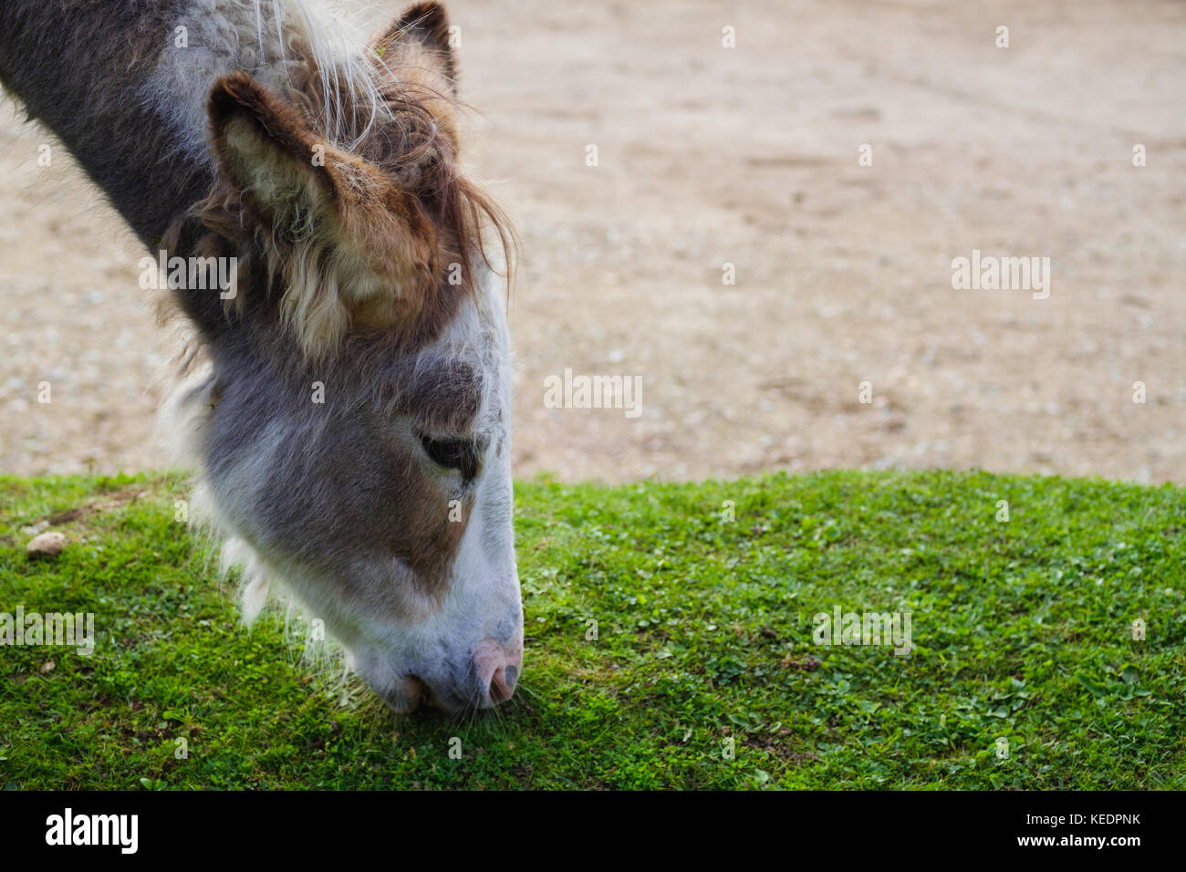 wild donkeys eating green grass Stock Photo Alamy