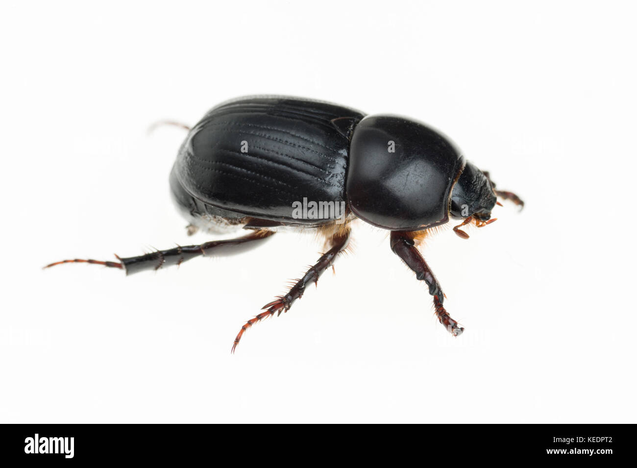 African black beetle (Heteronychus arator) is an introduced pest from southern Africa which attacks turf, vegetables, ornamentals and some fruits. Stock Photo