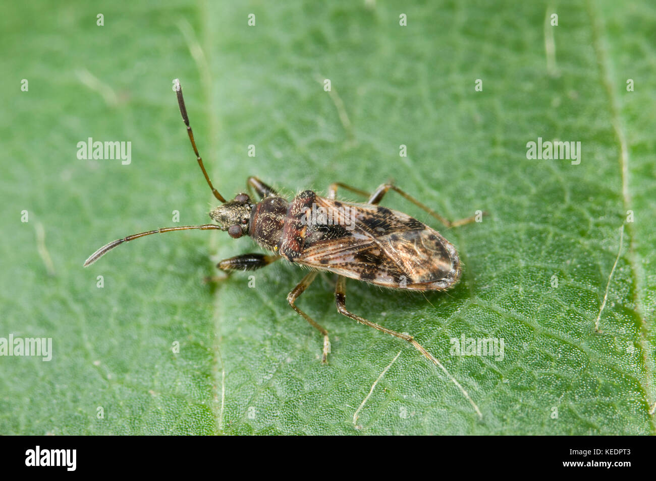 Strawberry bug (Euander lacertosus) Stock Photo