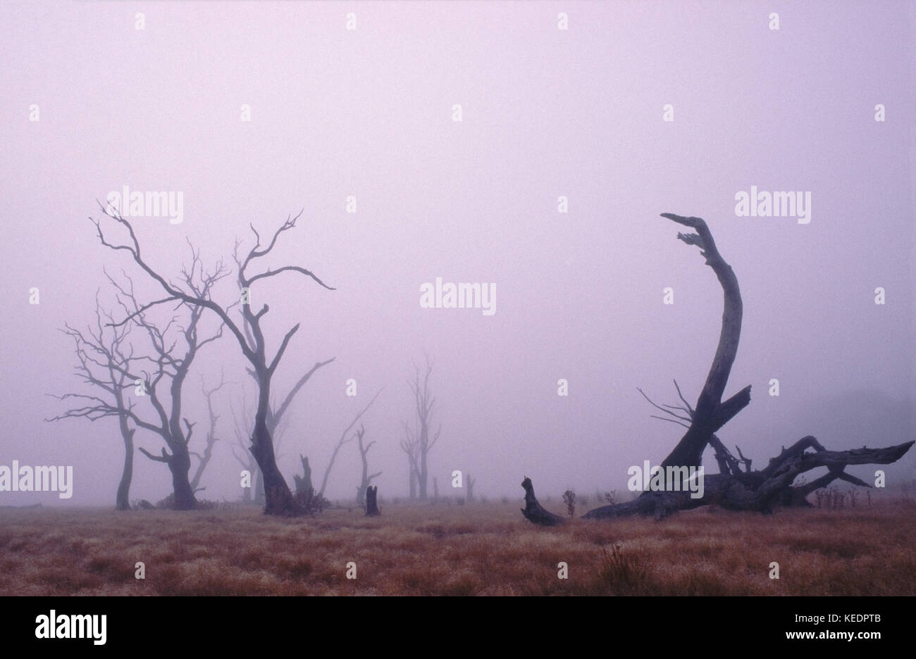 Dead trees on dry lake bed in fog Stock Photo
