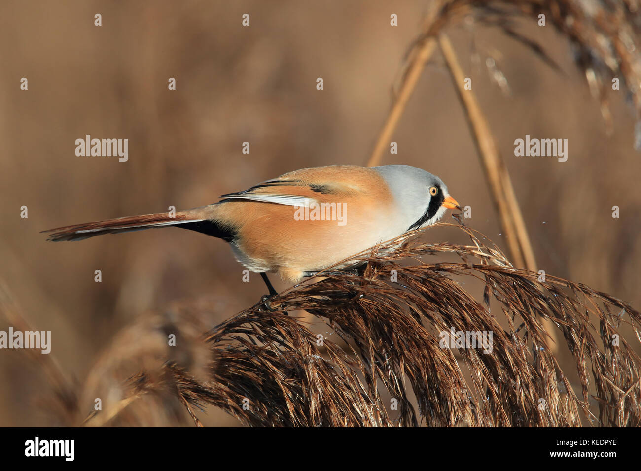 Bearded Reedling or Bearded Tit (Panurus biarmicus) Baden-Wuerttemberg ...