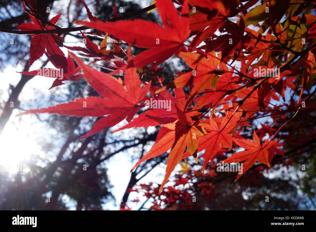 Autumn red maple leaves with blue sky Stock Photo - Alamy