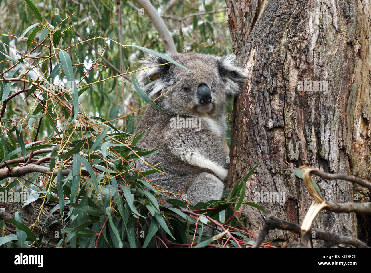 Mother baby koala leaf hi-res stock photography and images - Alamy