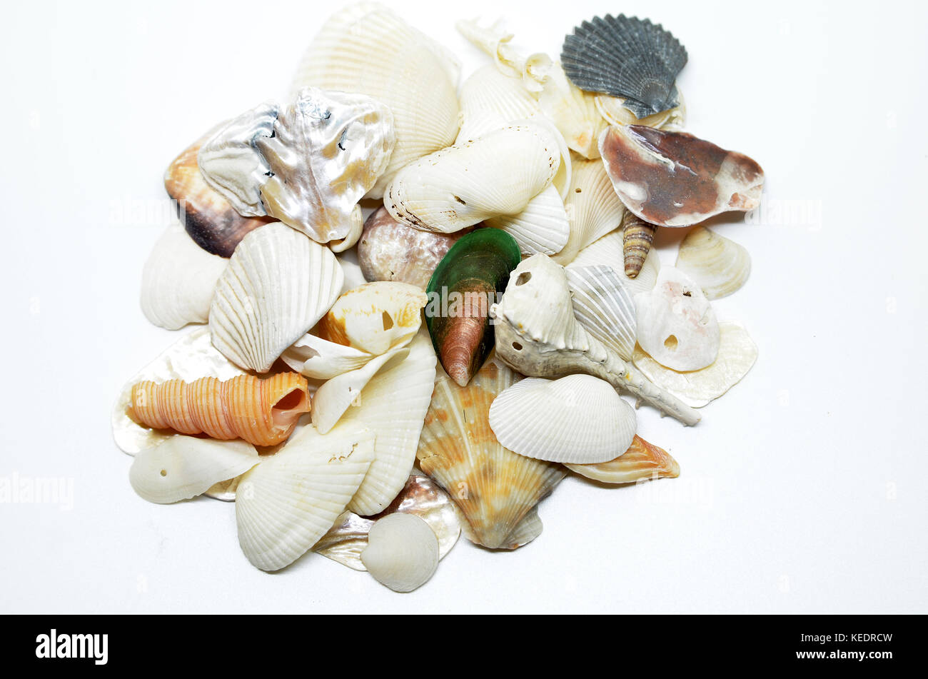 Sea shells scraped together, isolated on white background Stock Photo ...
