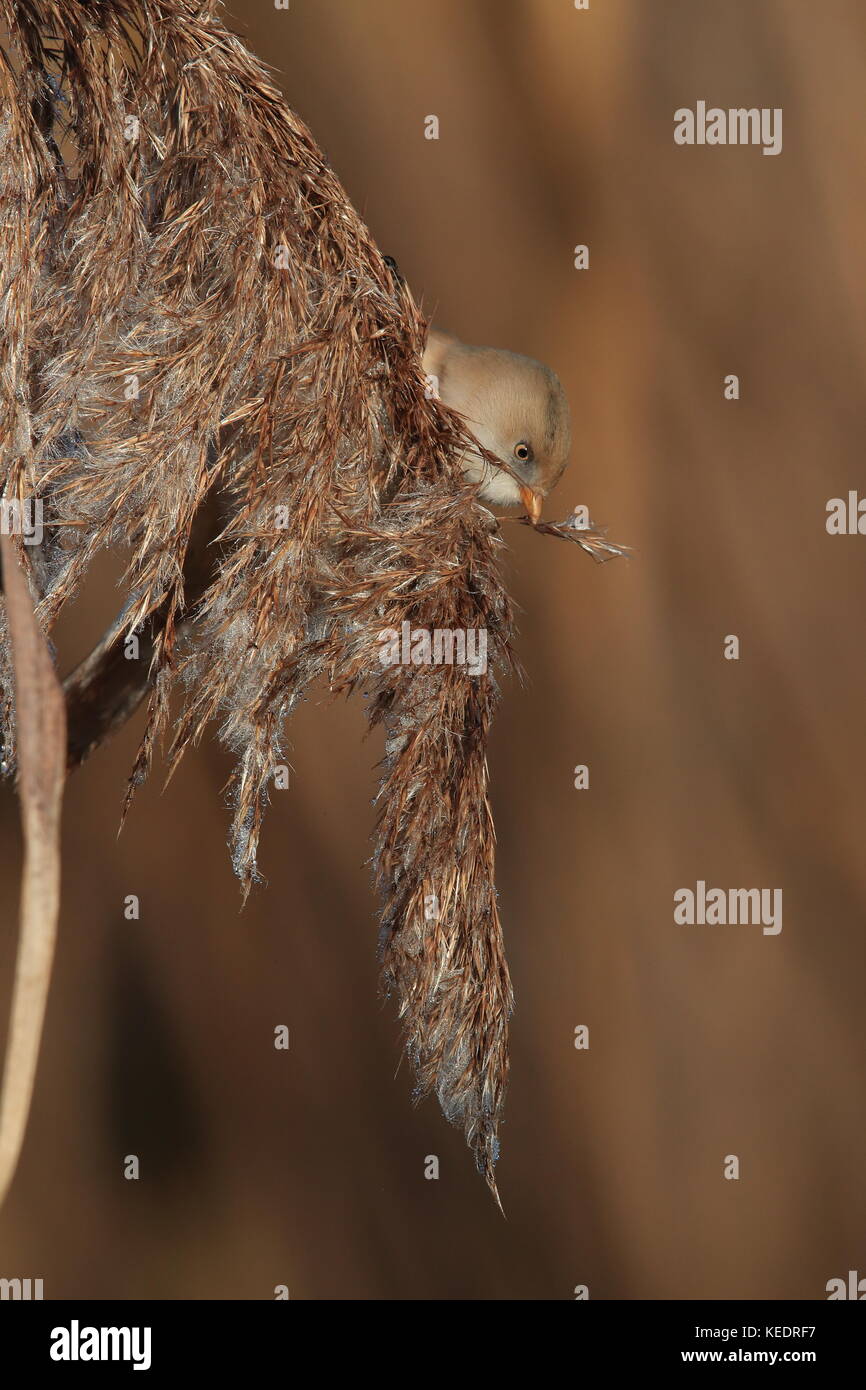 Bearded Reedling Mouse Bearded Reedling or Bearded Tit (Panurus biarmicus) Baden-Wuerttemberg ...