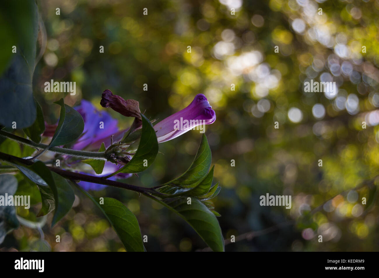 Convolvulus violet flowering plant. Bindweed Stock Photo
