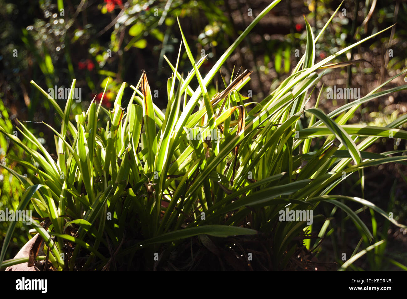 Chlorophytum outdoor planting. Spider plant, variegata, ripped. Stock Photo