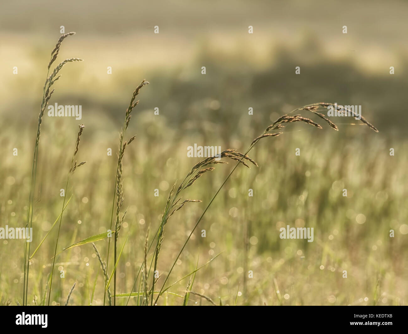 WILD GRASS IN MEADOW Stock Photo