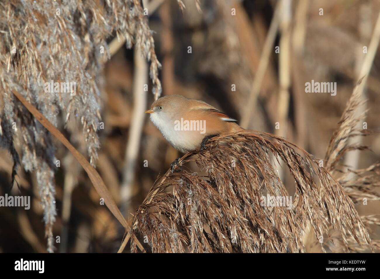 Bearded Reedling or Bearded Tit (Panurus biarmicus) Baden-Wuerttemberg ...