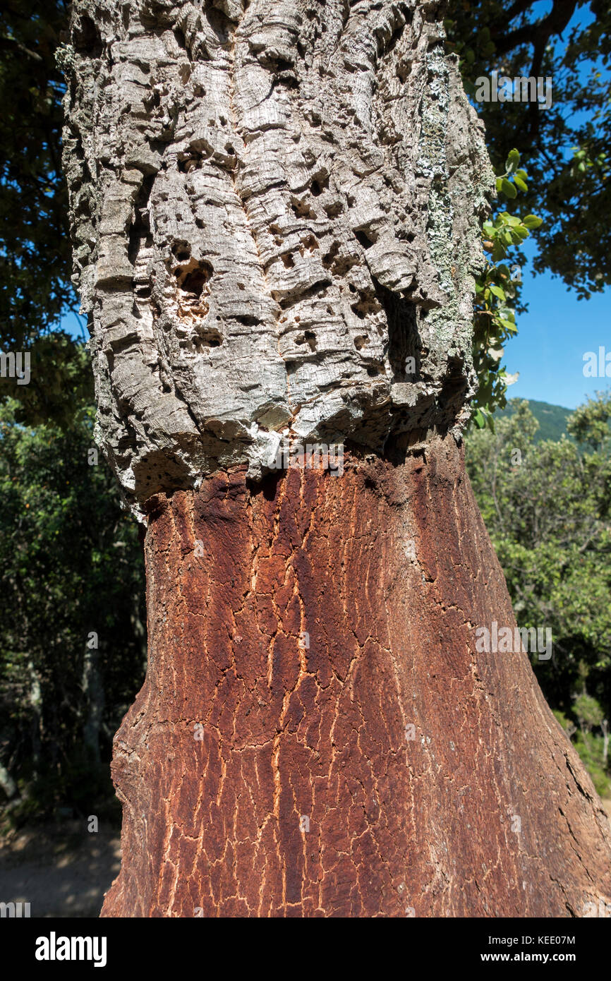 Cork tree hires stock photography and images Alamy