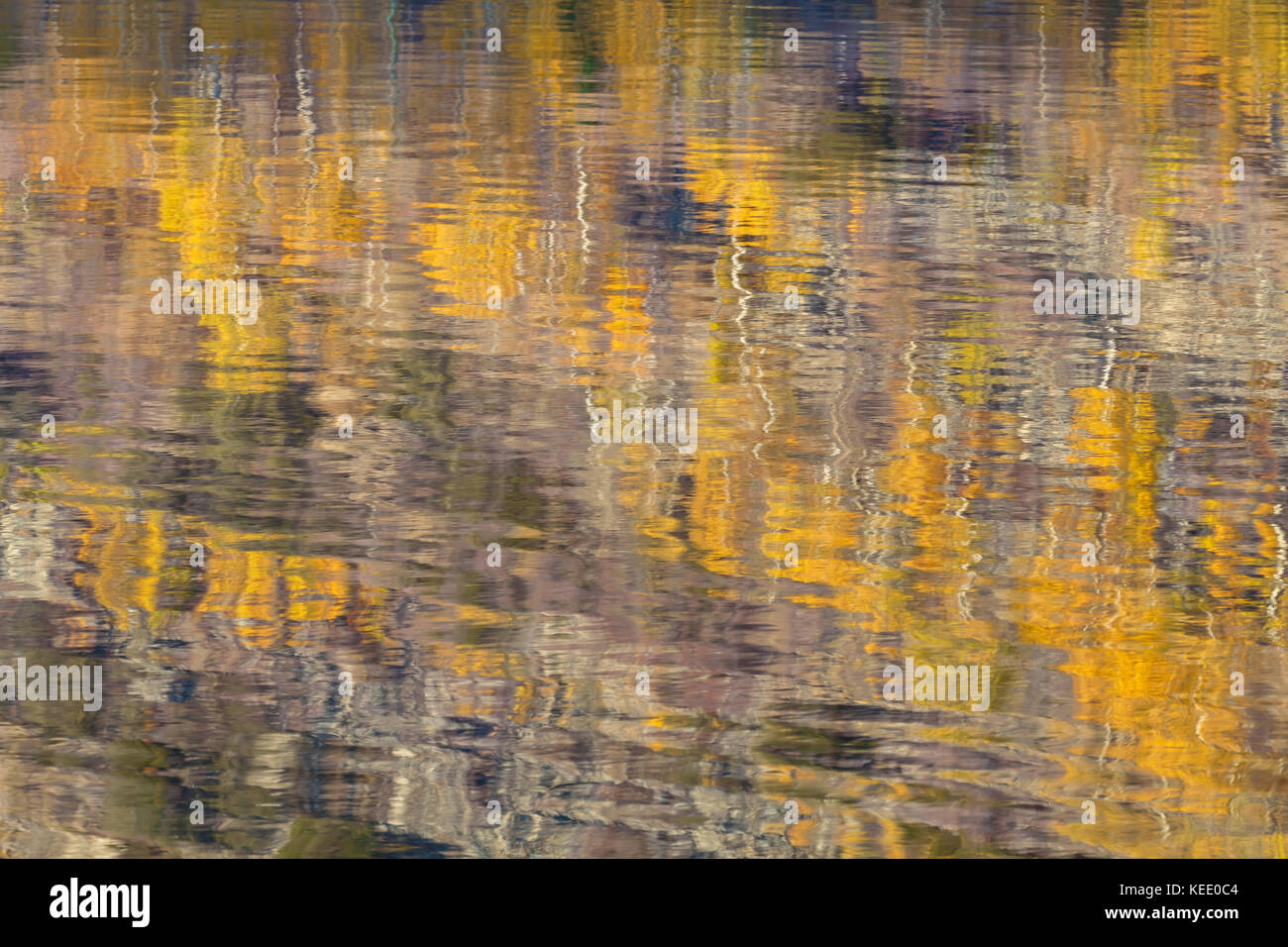 The reflections of the aspen trees in their fall foliage on the water surface to create an abstract pattern, Silver Lake, June Lake Loop, California. Stock Photo