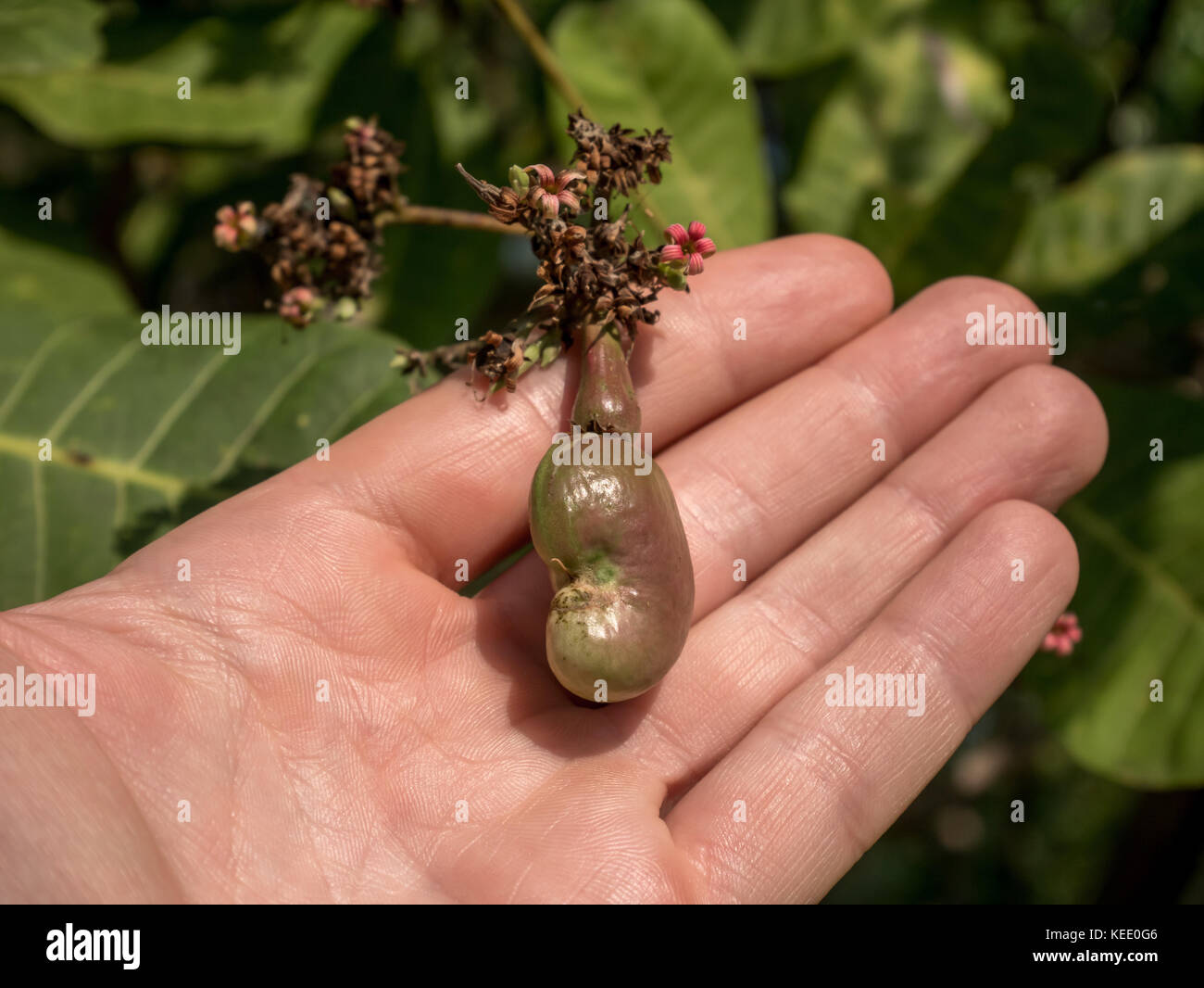 Cashew nut tree hires stock photography and images Alamy