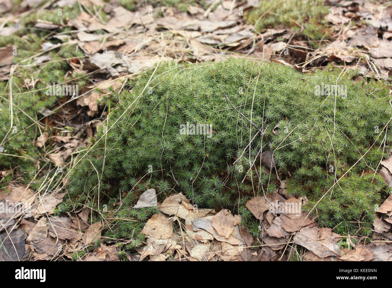 Moss Polytrichum commune Stock Photo