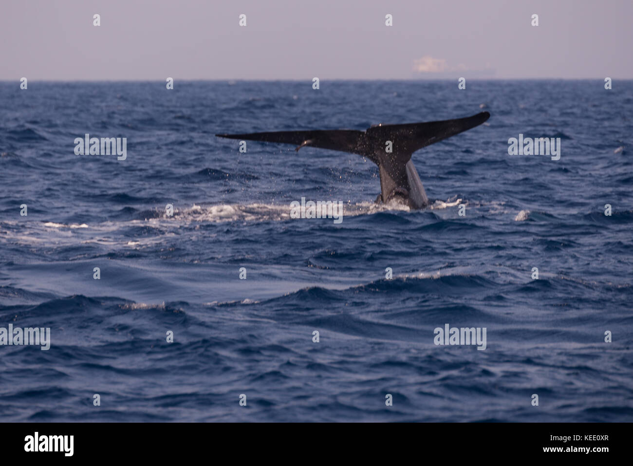 Whale tail in Sri Lanka, Asia Stock Photo