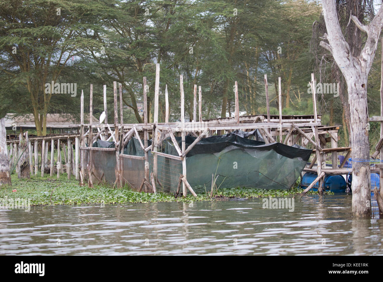 Nets for holding live crayfish by jetty Chinese tourist lodge Lake Naivasha Kenya Stock Photo