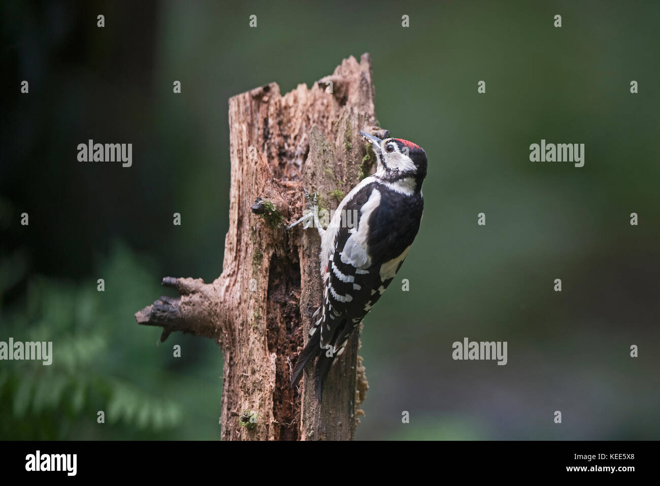 Great spotted Woodpecker Dendrocopos major juvenile in woodland North Norfolk August Stock Photo
