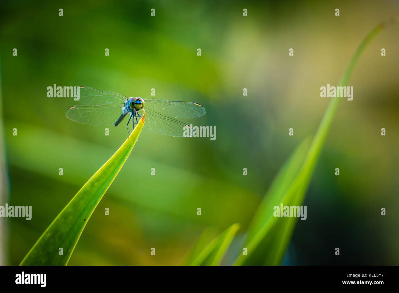 Dragonfly grasshopper leaves with green background blurred Stock Photo ...
