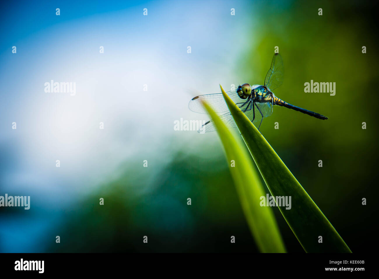 Dragonfly grasshopper leaves with green background blurred Stock Photo ...