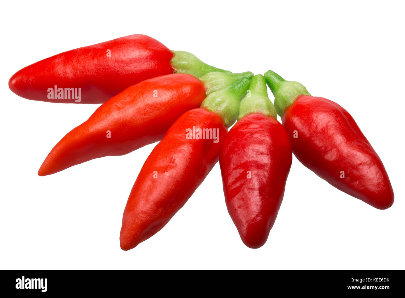 Tabasco chile peppers (C. frutescens), ripe pods. Clipping path Stock