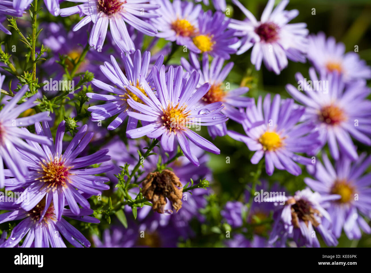 Closeup of aster dumosus with dewdrops in a naturalautumn garden. Shallow depth of field. Stock Photo