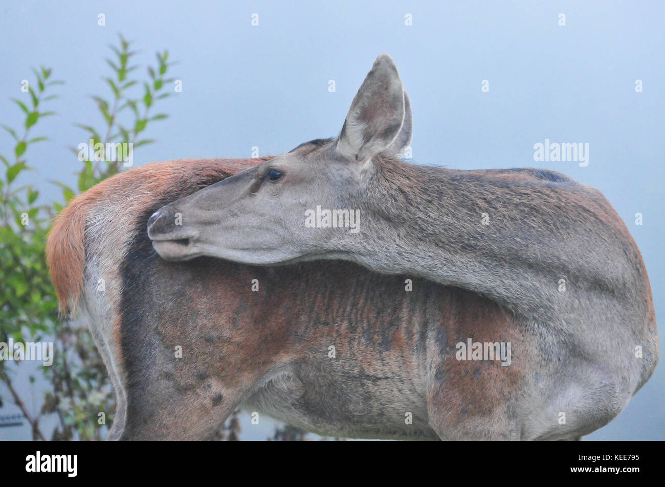 Creative, romantic portrait of hind with foggy background. Red deer (Cervus elaphus) Stock Photo