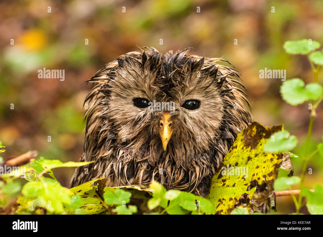 Potrait of a sleepy owl. The tawny owl or brown owl (Strix aluco) is a stocky, medium-sized owl commonly found in woodlands across much of Eurasia. Stock Photo