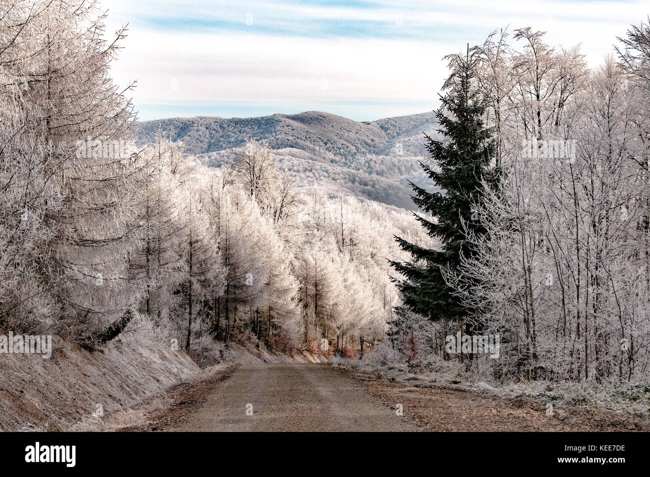 Snow covered winter woodland scene. Forest landscape Stock Photo - Alamy