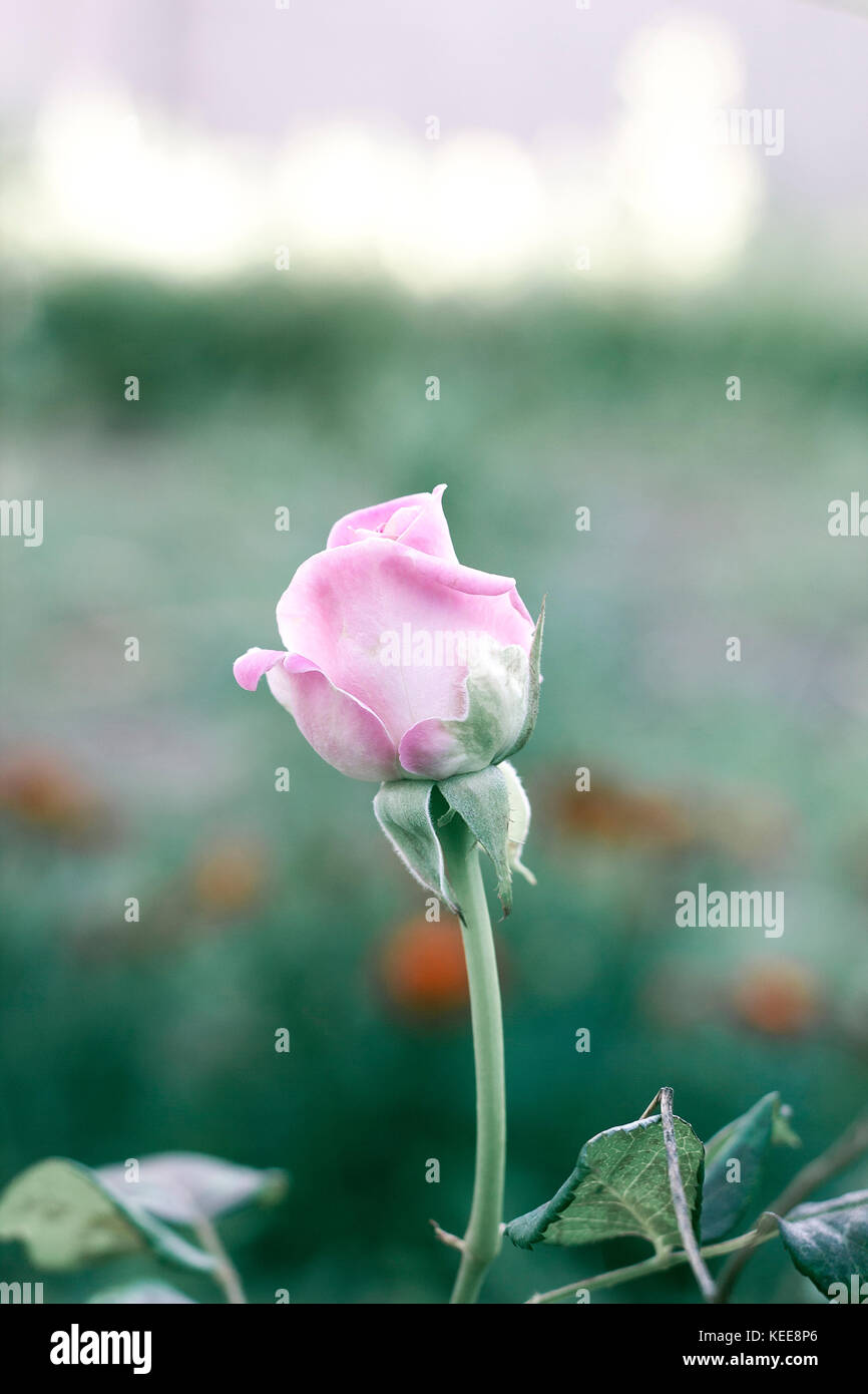 Pink Roses Side Angle Side view pink pastel hi-res stock photography and images - Alamy