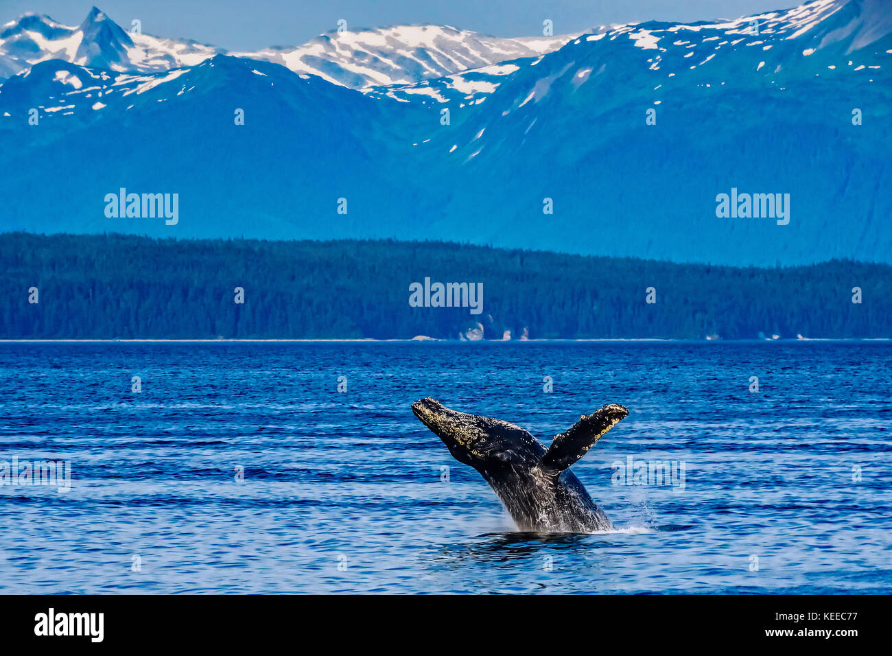 Humpback whale breaching off the coast of Alaska Stock Photo - Alamy